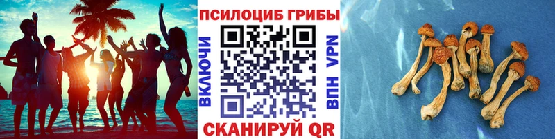 Купить закладки Вольск Галлюциногенные грибы Cubensis